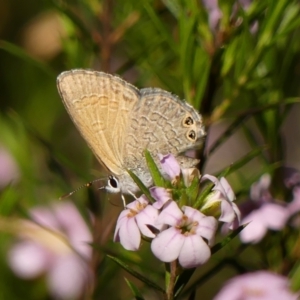 Nacaduba biocellata (Two-spotted Line-Blue) at Braemar, NSW by Curiosity