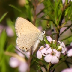 Nacaduba biocellata at Braemar, NSW - 24 Sep 2023