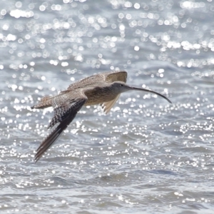 Numenius madagascariensis at Wellington Point, QLD - 23 Sep 2023 10:24 AM