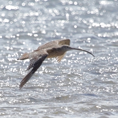 Numenius madagascariensis (Eastern Curlew) at Wellington Point, QLD - 23 Sep 2023 by TimL