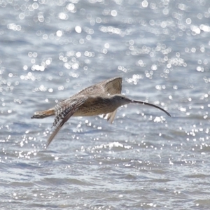 Numenius madagascariensis at Wellington Point, QLD - 23 Sep 2023 10:24 AM