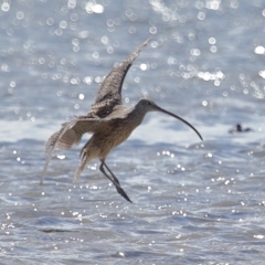 Numenius madagascariensis at Wellington Point, QLD - 23 Sep 2023 10:24 AM