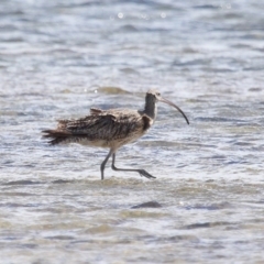 Numenius madagascariensis at Wellington Point, QLD - 23 Sep 2023 10:24 AM