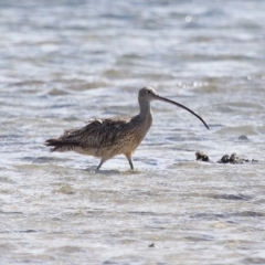 Numenius madagascariensis at Wellington Point, QLD - 23 Sep 2023 10:24 AM