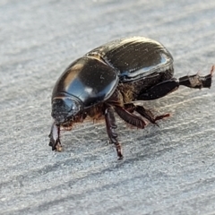 Heteronychus arator (African black beetle) at Sullivans Creek, Lyneham South - 24 Sep 2023 by trevorpreston