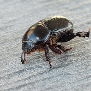 Heteronychus arator at Lyneham, ACT - 25 Sep 2023