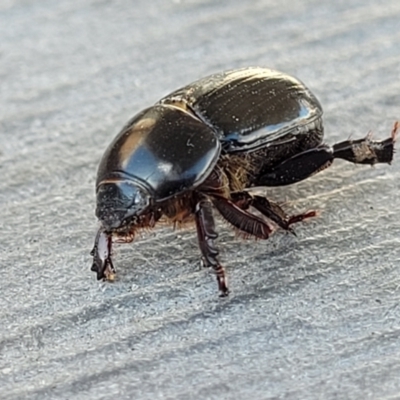 Heteronychus arator (African black beetle) at Sullivans Creek, Lyneham South - 24 Sep 2023 by trevorpreston
