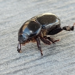 Heteronychus arator (African black beetle) at Lyneham, ACT - 24 Sep 2023 by trevorpreston