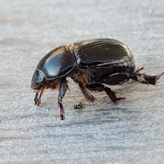 Heteronychus arator at Lyneham, ACT - 25 Sep 2023