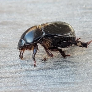 Heteronychus arator at Lyneham, ACT - 25 Sep 2023