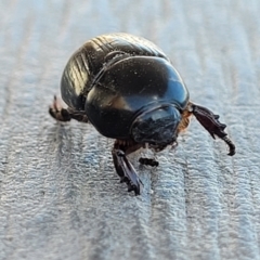 Heteronychus arator at Lyneham, ACT - 25 Sep 2023