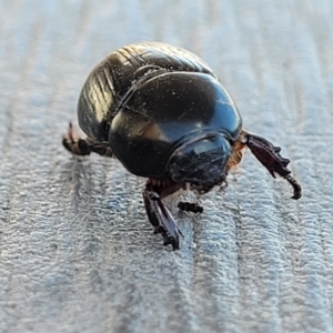 Heteronychus arator at Lyneham, ACT - 25 Sep 2023