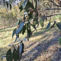 Eucalyptus dives (Broad-leaved Peppermint) at Mount Taylor - 24 Sep 2023 by LPadg