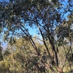 Eucalyptus dives at Mount Taylor - 25 Sep 2023