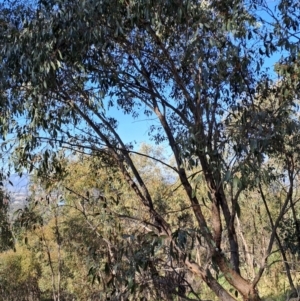 Eucalyptus dives at Mount Taylor - 25 Sep 2023 08:01 AM