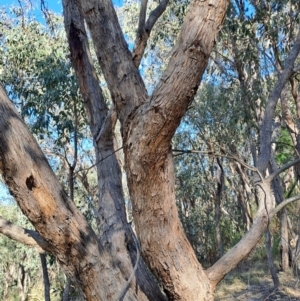 Eucalyptus dives at Mount Taylor - 25 Sep 2023 08:01 AM