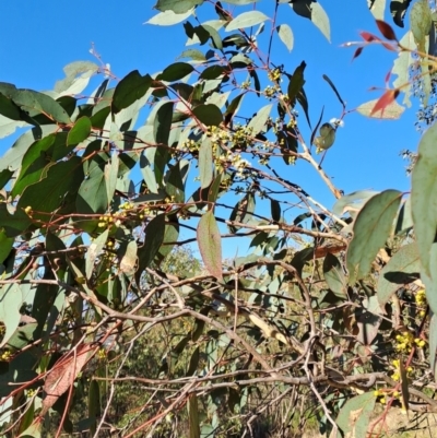 Eucalyptus dives (Broad-leaved Peppermint) at Mount Taylor - 24 Sep 2023 by LPadg