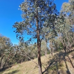 Eucalyptus dives at Tuggeranong, ACT - 25 Sep 2023 07:51 AM