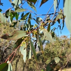 Eucalyptus dives at Tuggeranong, ACT - 25 Sep 2023