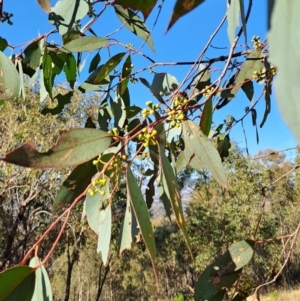 Eucalyptus dives at Tuggeranong, ACT - 25 Sep 2023