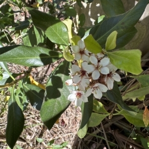 Rhaphiolepis indica at Kangaroo Valley, NSW - 25 Sep 2023