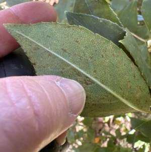 Rhaphiolepis indica at Kangaroo Valley, NSW - 25 Sep 2023