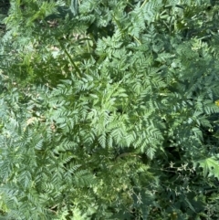 Conium maculatum (Hemlock) at Kangaroo Valley, NSW - 25 Sep 2023 by lbradley