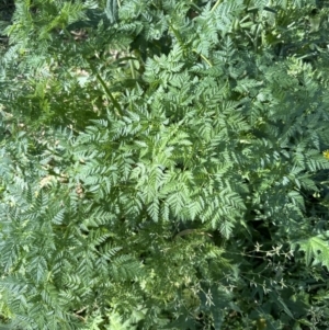 Conium maculatum at Kangaroo Valley, NSW - suppressed