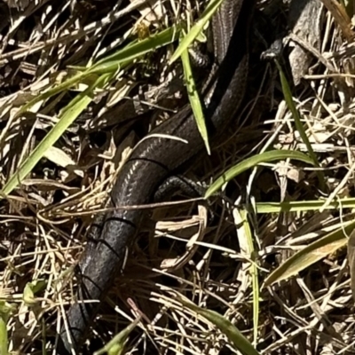 Lampropholis delicata (Delicate Skink) at Kangaroo Valley, NSW - 24 Sep 2023 by lbradley