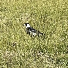 Gymnorhina tibicen (Australian Magpie) at Kangaroo Valley, NSW - 24 Sep 2023 by lbradley