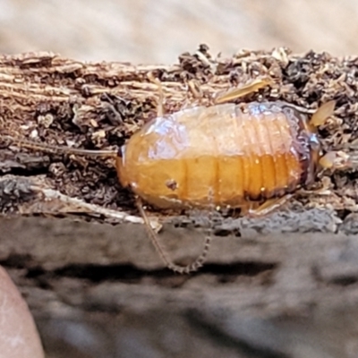 Blattidae sp. (family) (Unidentified blattid cockroach) at Banksia Street Wetland Corridor - 24 Sep 2023 by trevorpreston