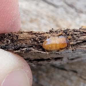 Blattidae sp. (family) at Banksia Street Wetland Corridor - 25 Sep 2023