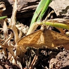 Scopula rubraria (Reddish Wave, Plantain Moth) at O'Connor, ACT - 24 Sep 2023 by trevorpreston