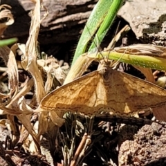 Scopula rubraria (Plantain Moth) at O'Connor, ACT - 24 Sep 2023 by trevorpreston