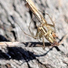 Oxyopes sp. (genus) (Lynx spider) at Banksia Street Wetland Corridor - 25 Sep 2023 by trevorpreston