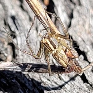 Oxyopes sp. (genus) at O'Connor, ACT - 25 Sep 2023