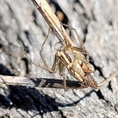 Oxyopes sp. (genus) at O'Connor, ACT - 25 Sep 2023