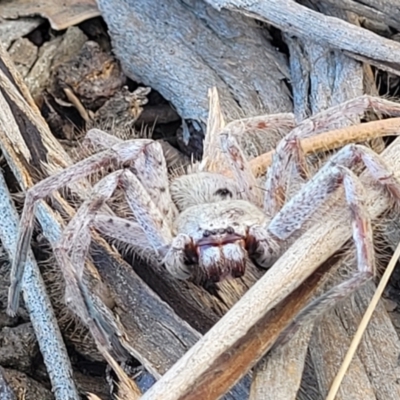 Isopeda sp. (genus) (Huntsman Spider) at Banksia Street Wetland Corridor - 25 Sep 2023 by trevorpreston