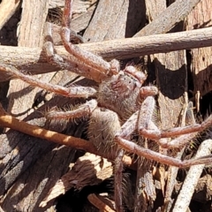 Isopeda sp. (genus) at O'Connor, ACT - 25 Sep 2023 09:29 AM