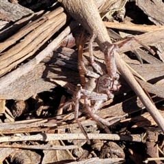 Isopeda sp. (genus) at O'Connor, ACT - 25 Sep 2023 09:29 AM