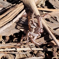 Isopeda sp. (genus) at O'Connor, ACT - 25 Sep 2023