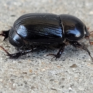 Heteronychus arator at Holt, ACT - 25 Sep 2023 10:29 AM