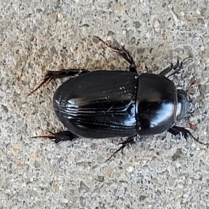 Heteronychus arator at Holt, ACT - 25 Sep 2023 10:29 AM