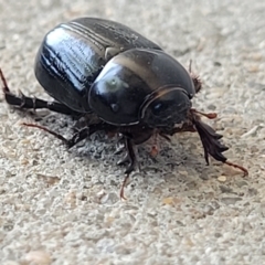 Heteronychus arator at Holt, ACT - 25 Sep 2023 10:29 AM