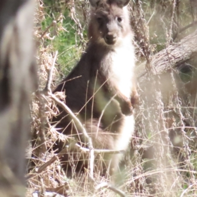 Osphranter robustus robustus (Eastern Wallaroo) at Red Hill Nature Reserve - 24 Sep 2023 by BenW