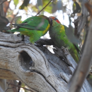 Glossopsitta concinna at Stromlo, ACT - 25 Sep 2023