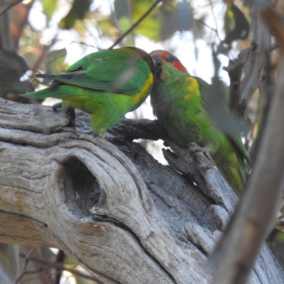 Glossopsitta concinna (Musk Lorikeet) at Lions Youth Haven - Westwood Farm A.C.T. - 24 Sep 2023 by HelenCross