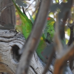 Glossopsitta concinna at Stromlo, ACT - 25 Sep 2023