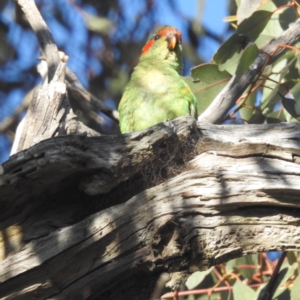 Glossopsitta concinna at Stromlo, ACT - 25 Sep 2023 07:32 AM