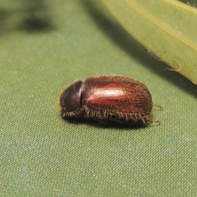 Heteronyx dimidiatus (Dimidiatus scarab beetle) at Pine Island to Point Hut - 20 Aug 2023 by michaelb